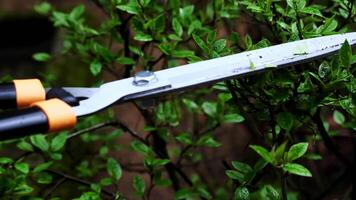 Gardener trims decorative bushes with scissors in a private yard. video
