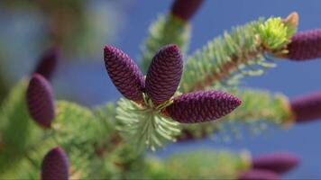 Fir tree with violet cones. Pine cones, Fir tree, Pine tree close up. video