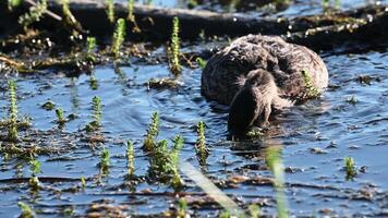 A duck foraging in a shallow marsh, surrounded by aquatic plants, highlighting natural wildlife behavior in a wetland environment. video