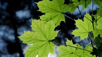 Light green maple leaves backlit in spring against a forest background. video