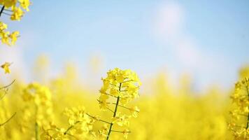 Yellow rape flower on a yellow blurred background. rape field in spring video