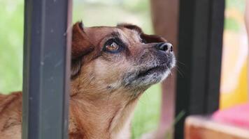 Cute dog begging for food from under the table while the owner is eating at the table, close-up video