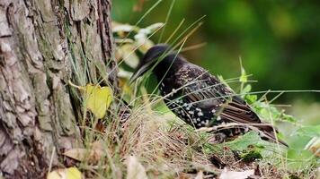 Common starling Sturnus Vulgaris in the forest under a tree eating beetles video