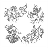 Cherry branch outline vector