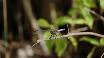 Large dragonfly Darter sits on a stem, Extreme close-up, details of dragonfly wings video