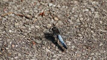 Extreme close-up A large dragonfly sits on the ground. dragonfly wings details video