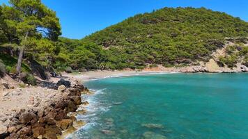 Antalya Turkey 10.28.2024. View of forest beach with pine trees, palm trees video