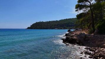 Drone view of peaceful forest beach with pine trees, shrubs, scattered greenery video