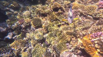 Coral reef exploration with vibrant marine life and swimming fish video