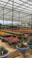 A Vibrant and Lush Greenhouse Filled with Beautiful and Colorful Flower Displays and Arrangements video