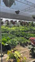 Discover the Vibrant Plant Nursery Showcase Featuring an Abundance of Lush Greenery video
