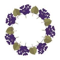 Frame is in the form of a circle of grapes and leaves vector