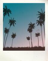 Old polaroid photography of coconut palm trees and twilight sky background with stained effect graphic illustration have blank space. vector