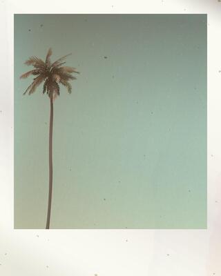 Old polaroid photo of lonely coconut palm tree and sky background with stained effect graphic illustration have blank space.