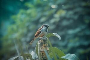 Just a tiny bird taking in the big world from the little bamboo photo