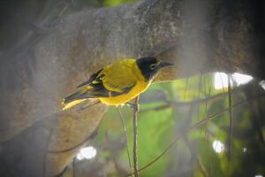 Nature's vibrant palette comes alive with this stunning yellow and black bird resting on a branch. photo