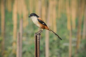 Witness the beauty of nature as this bird finds its perch atop a pole, reminding us to take a moment to appreciate the simple joys around us. photo