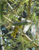 Hidden in the Canopy photo