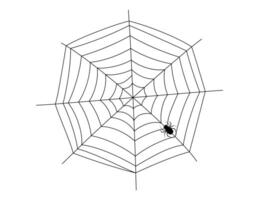 spiderweb, spider web and spider hanging vector