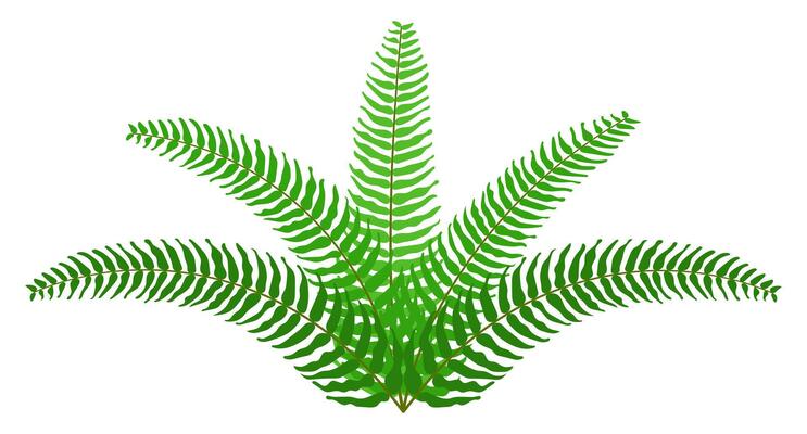 fern leaf, sword fern leaves illustration, foliage, flora simple shape, leaf clip art