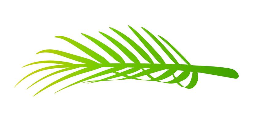 coconut leaves, coconut palm leaf nature