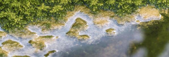 Aerial view of lush greenery and riverbank with calm water flowing photo