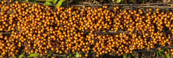 Abundant sea buckthorn berries on branches in a natural setting photo