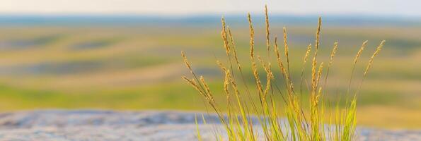 Golden grass stalks swaying in the wind against blurred natural background photo