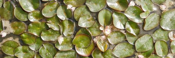 Lush green lily pads with delicate pink flowers floating on water surface photo