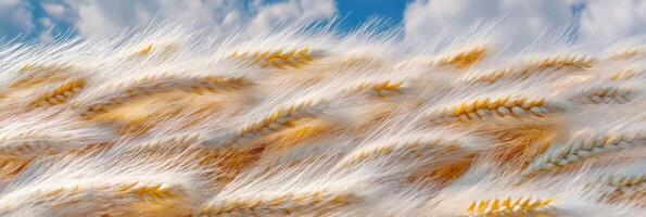 Golden wheat field swaying in the breeze under a bright blue sky with cloud scenery photo