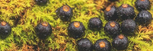 Fresh black berries resting on vibrant moss in a lush forest setting photo
