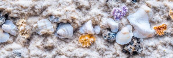 Assorted sea shells and coral pieces on sandy beach surface with ocean texture photo