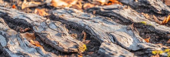 Close-up of tree bark and fallen leaves in autumn forest scene photo