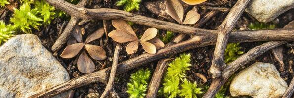 Natural composition of twigs, leaves, moss and stones in forest floor close-up photo