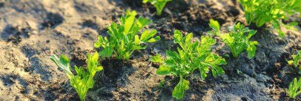 Young spinach plants emerging from soil in sunny garden morning light photo