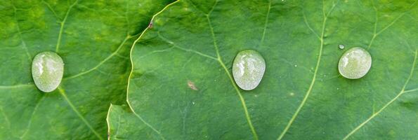 Close-up view of fresh dew drops glistening on lush green leaf surface in nature photo