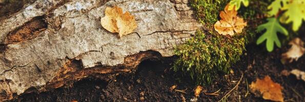 Autumn leaf on weathered tree bark with moss and soil in nature close-up photo
