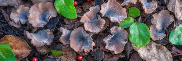 Close-up of forest floor featuring mushrooms, leaves, and red berries in natural setting photo