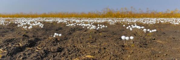 Blooming white cotton plants in a vast field under a clear blue sky photo
