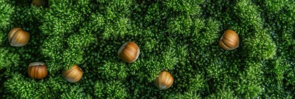 Hazelnuts scattered on lush green moss creating natural texture and pattern photo