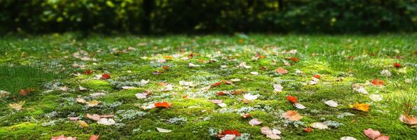 Autumn leaves scattered on lush green moss in sunlit forest clearing photo