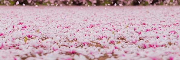Abundance of pink magnolia petals covering ground in springtime floral scene photo