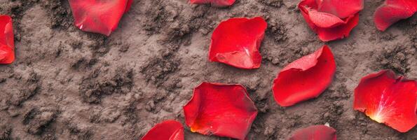 Red rose petals scattered on textured soil background for nature themes photo