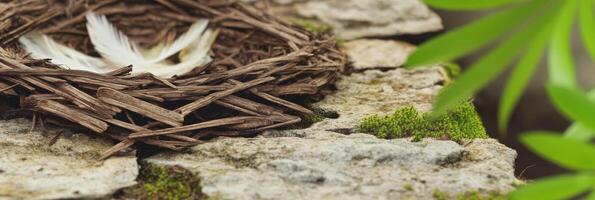 Empty bird nest with feathers on stone surface surrounded by greenery photo