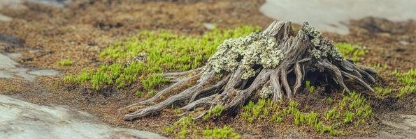 Weathered tree stump with lichen and moss in natural habitat displaying earthly texture photo