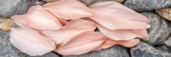 Soft pink rose petals resting on smooth gray stones in natural harmony photo