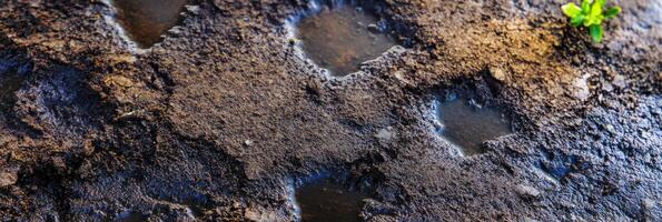 Close-up of wet soil with small water puddles and budding green plant growth photo