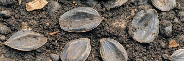 Close-up of sunflower seeds in soil displaying natural agriculture concept photo