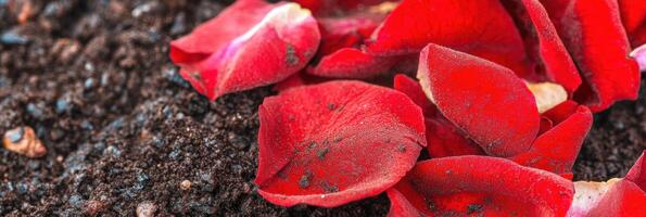 Vibrant red rose petals on rich soil surface capturing nature's beauty photo