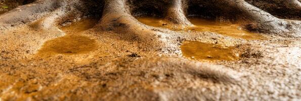Detailed view of tree root system with water puddles on muddy surface photo